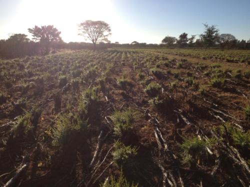 Zambia trip with Marissa 015 (Large)