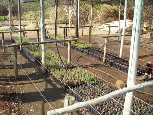 chuck's zambia 052 (Large)